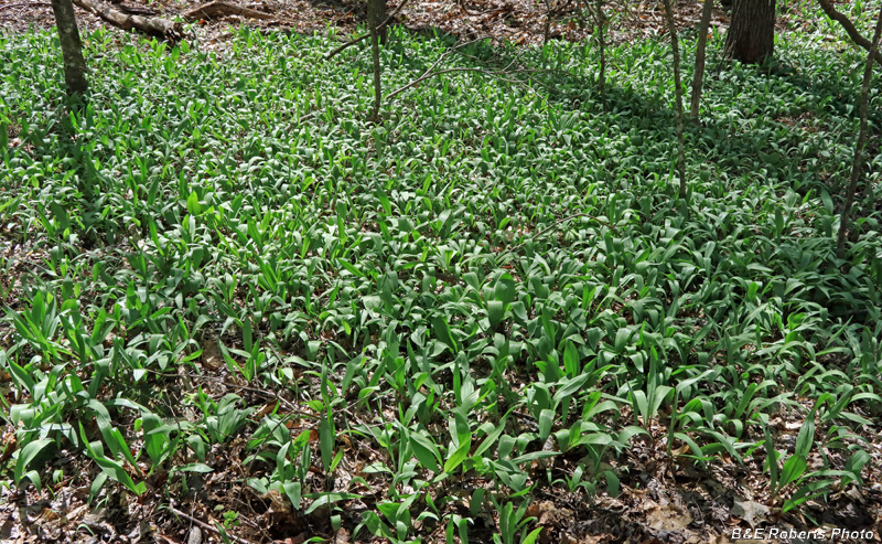 Ramps