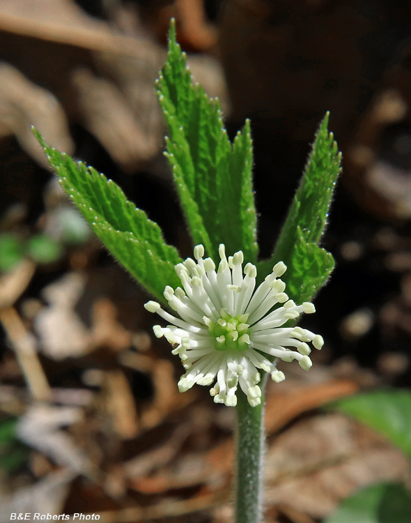Goldenseal