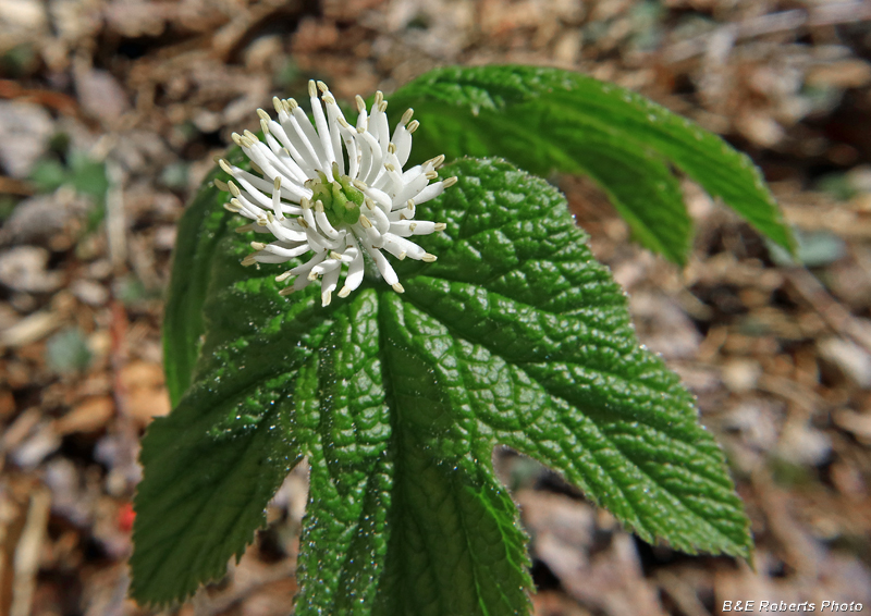 Goldenseal