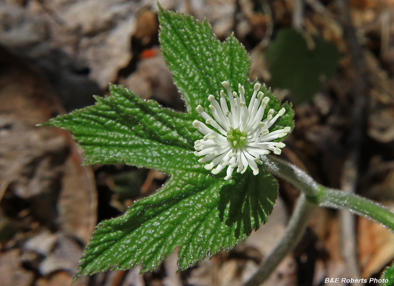 Goldenseal