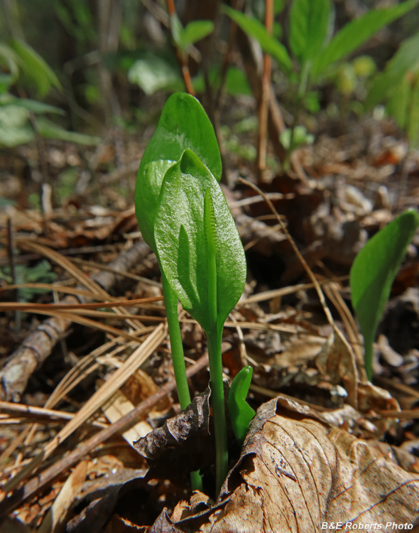Adders_Tongue