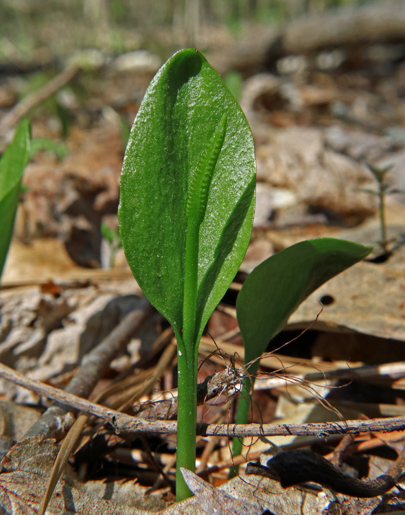 Adders_Tongue