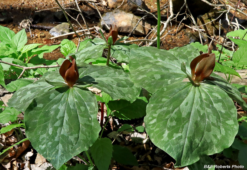 Trillium_cuneatum