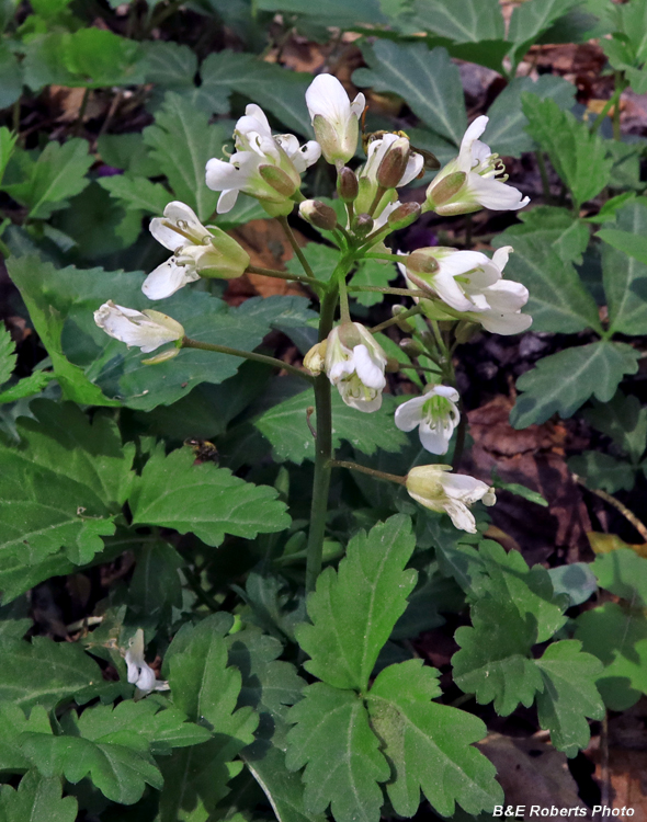 Cardamine_diphylla