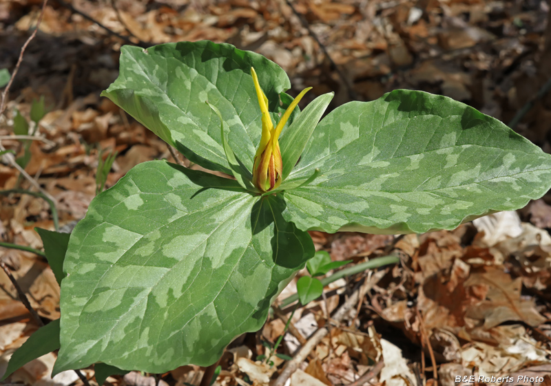 Trillium_cuneatum-yellow_form