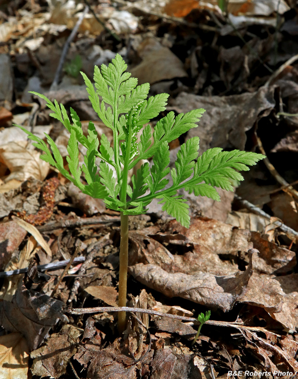 Rattlesnake_Fern