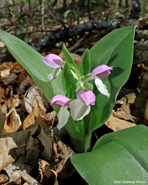 Showy_Orchis