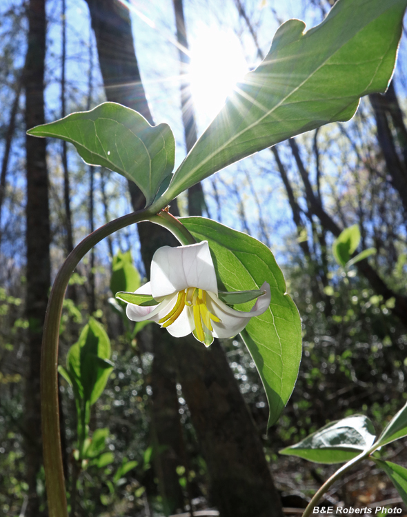 Trillium_catesbaei