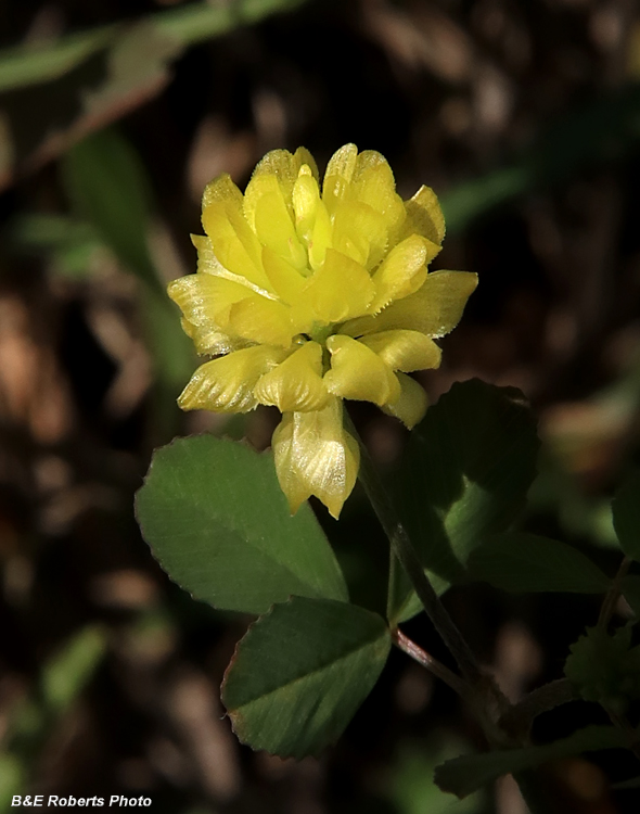 Trifolium