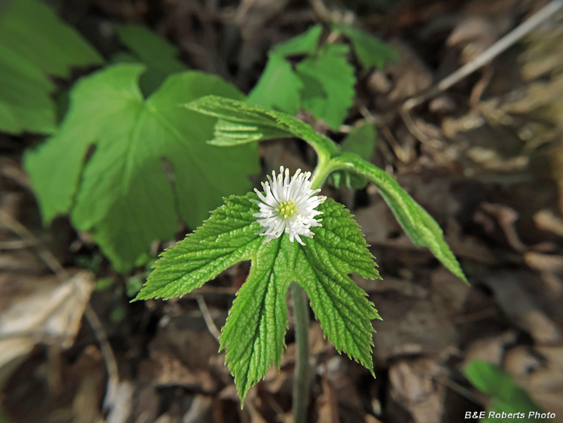 Goldenseal