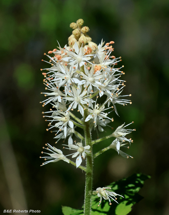 Tiarella_Foamflower