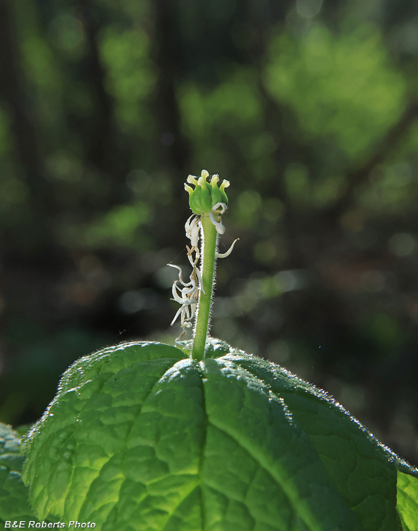 Goldenseal