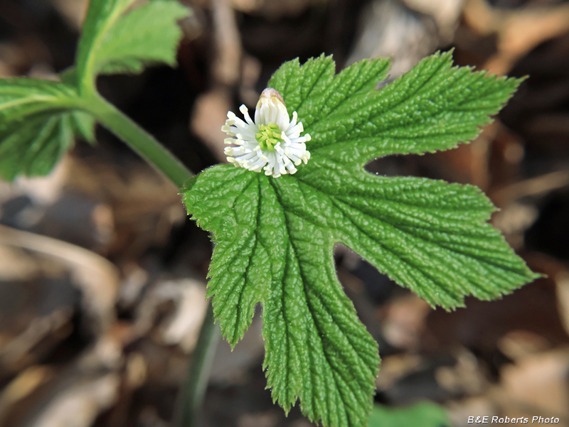 Goldenseal
