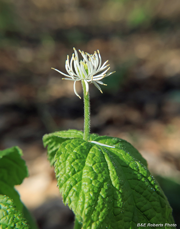Goldenseal
