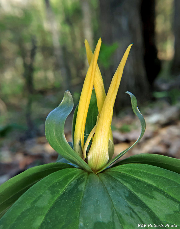 Trillium_cuneatum