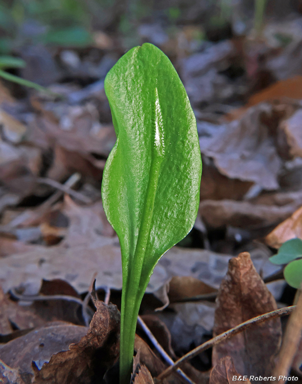 Adders_Tongue
