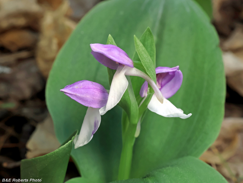 Showy_Orchis