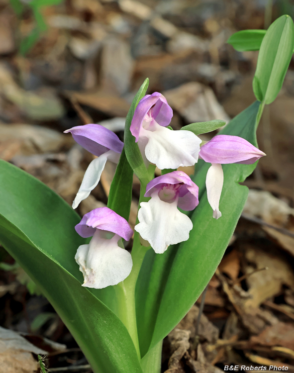 Showy_Orchis