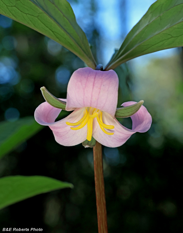 Catesby_Trillium