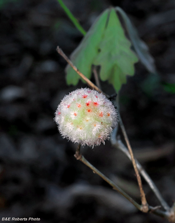 Wasp_gall