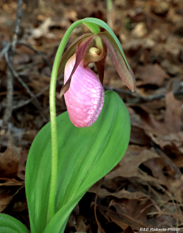 Pink_Ladys_Slipper