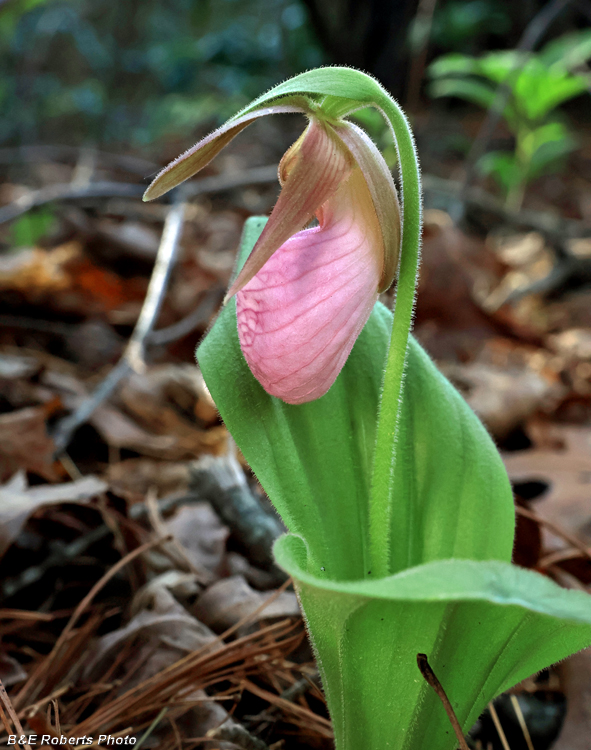 Pink_Ladys_Slipper