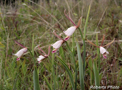 Cleistesiopsis