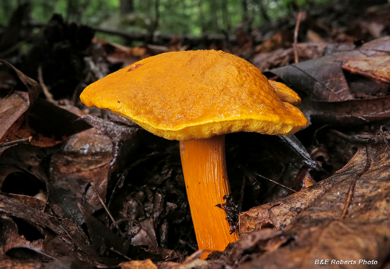 Orange_Bolete