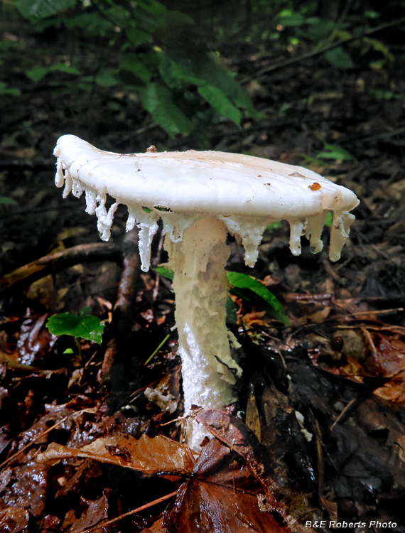 White_mushroom