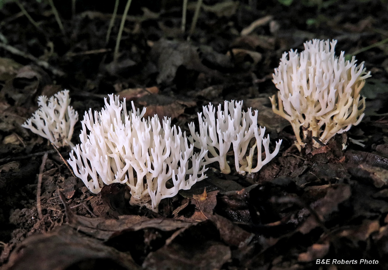 Coral_Fungi