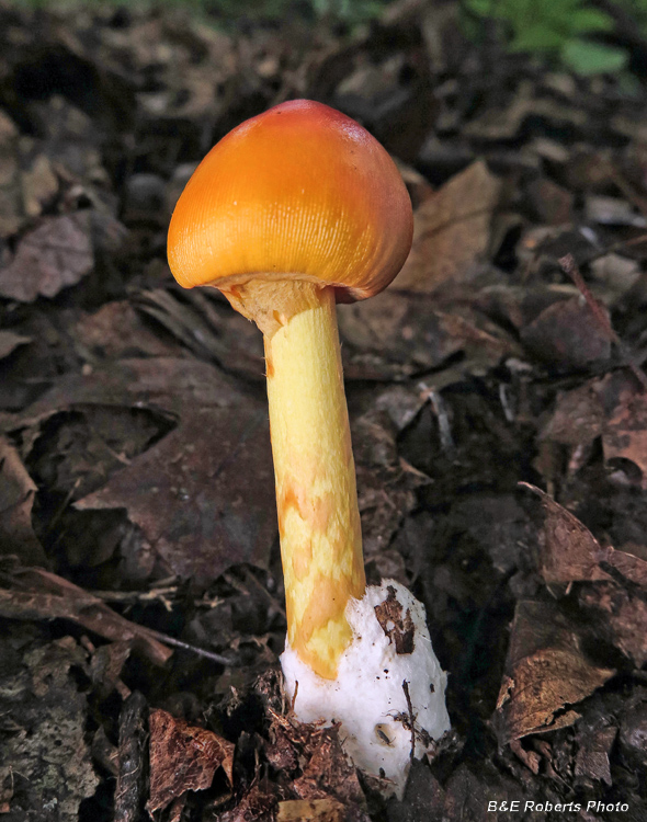 Amanita_jacksonii