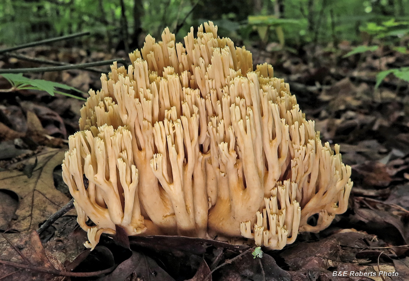 Coral_Fungi