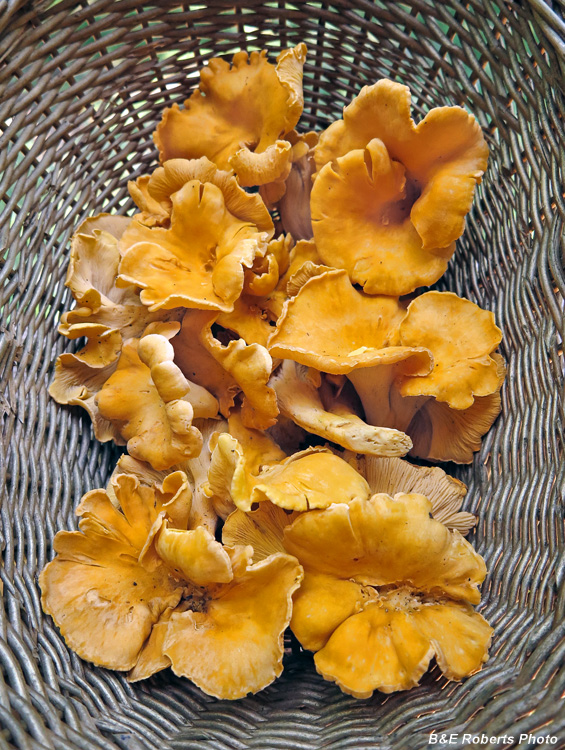 Chanterelles