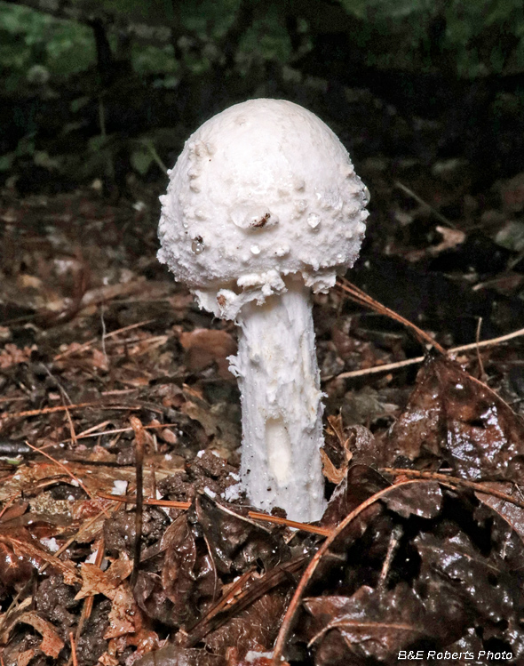 Amanita