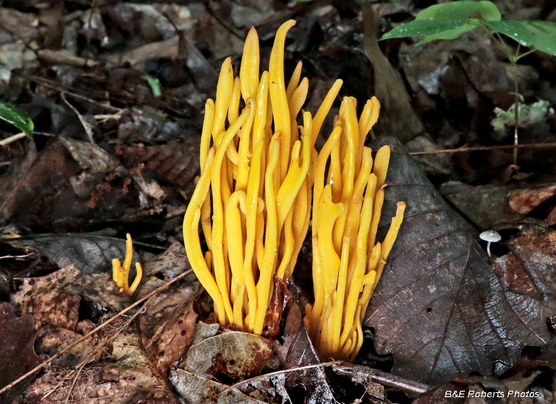 Yellow_coral-fungi