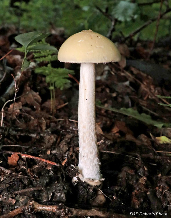 Mushroom