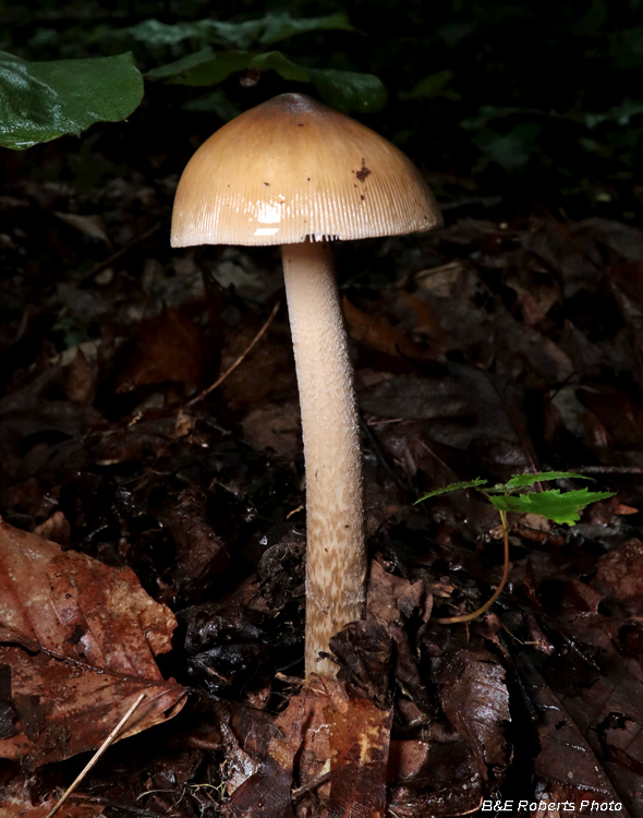 Mushroom