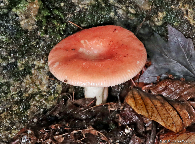 Russula_Mushroom