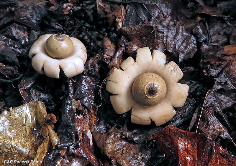 Geastrum-Earthstar