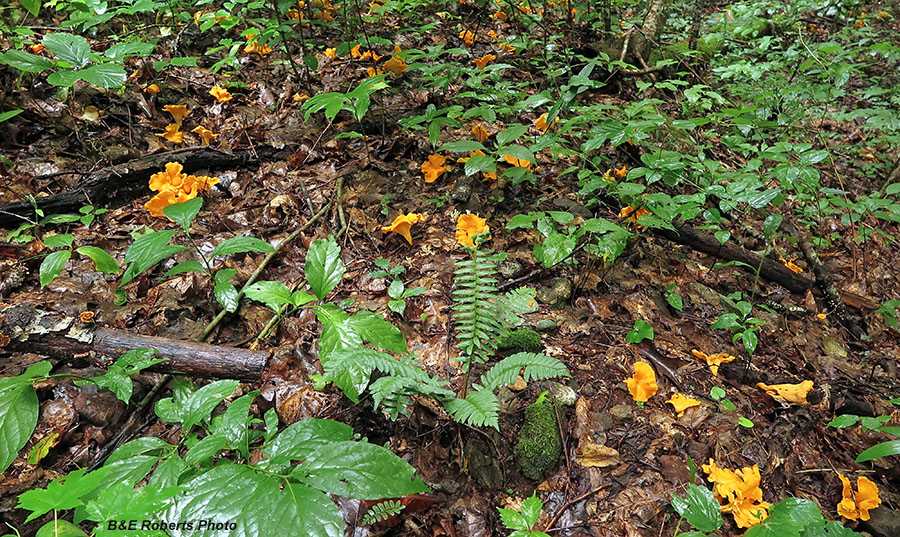 Chanterelles