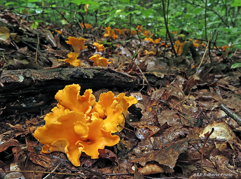 Chanterelles