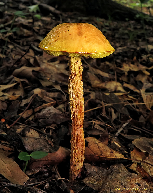 Shaggy_Stalked_Bolete