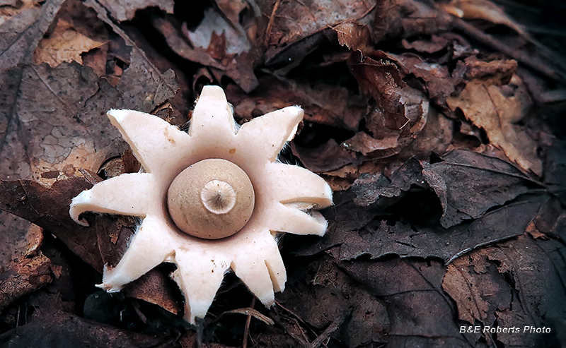 Earthstar