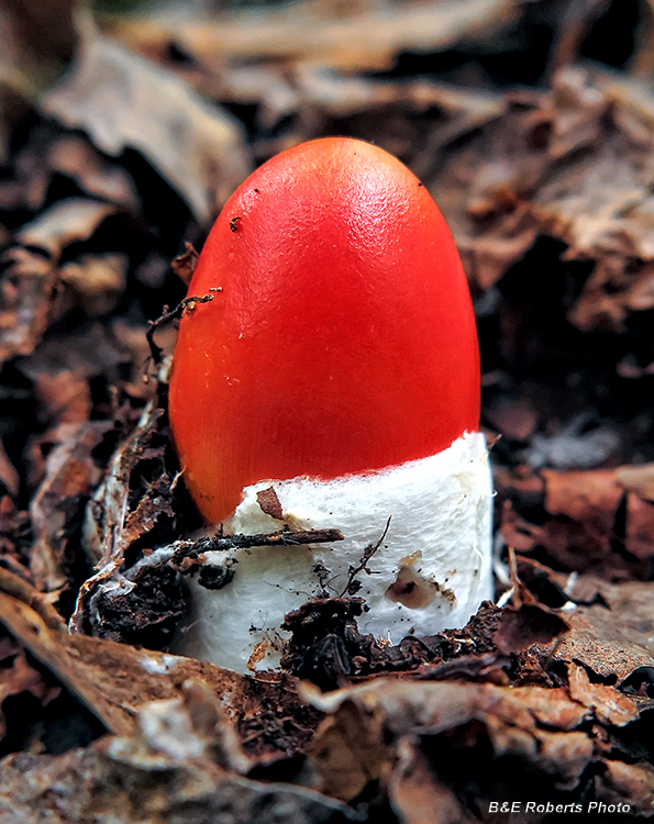 Amanita