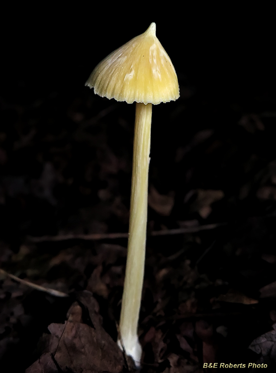 Yellow_mushroom