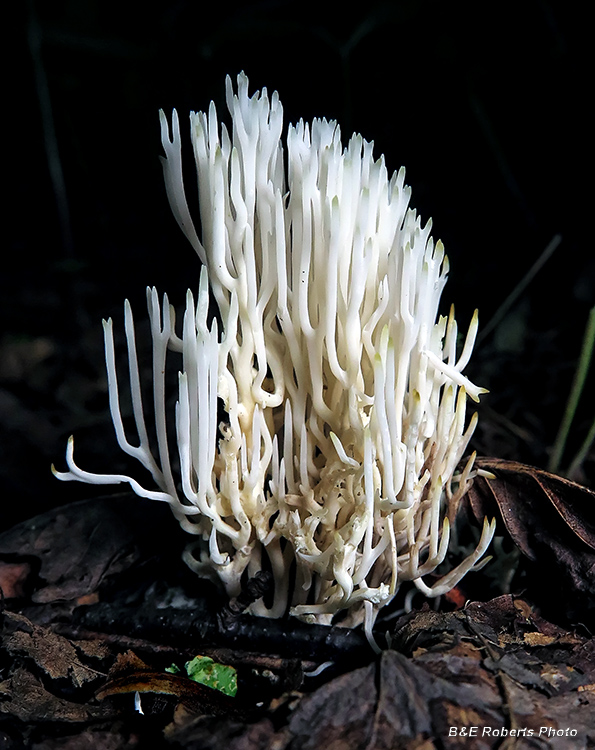 Coral_fungi