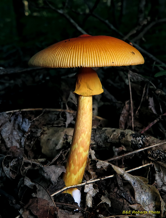 Amanita