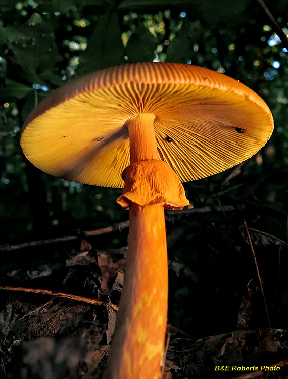 Amanita