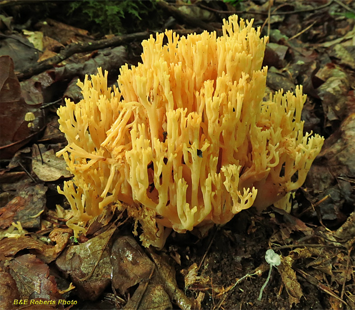 Coral_Fungi