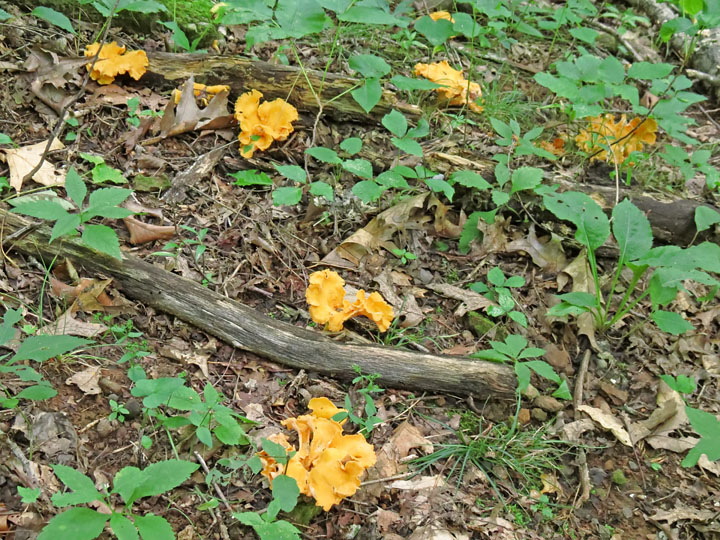 Chanterelles